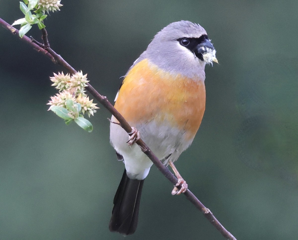 Gray-headed Bullfinch - ML637757810