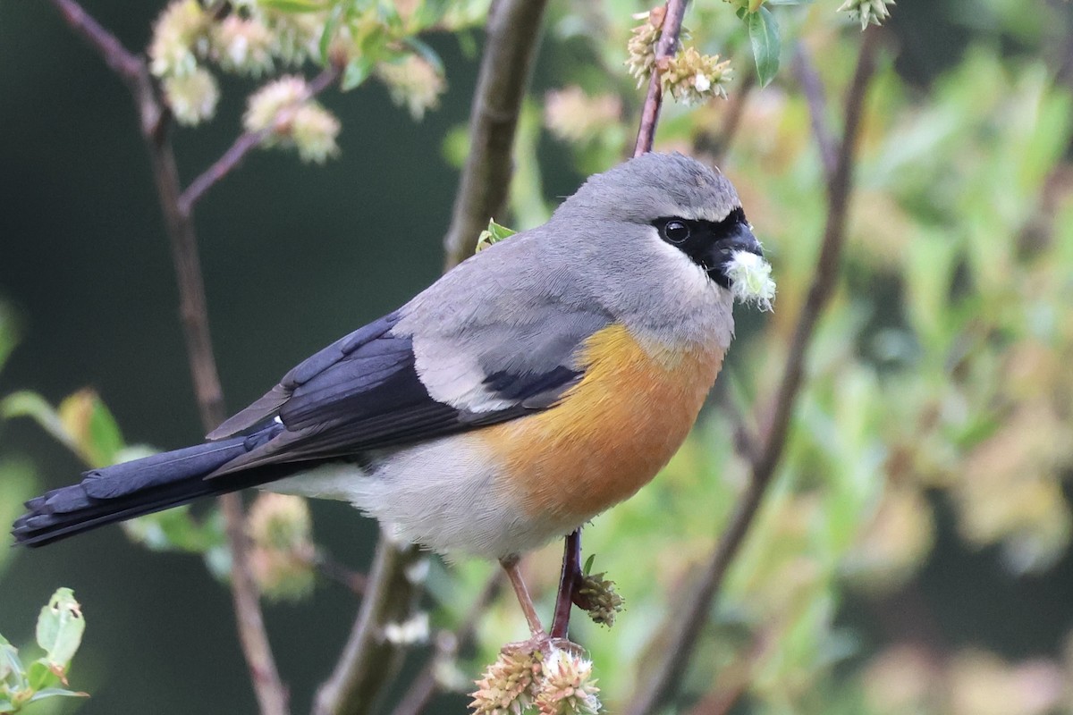 Gray-headed Bullfinch - ML637757816