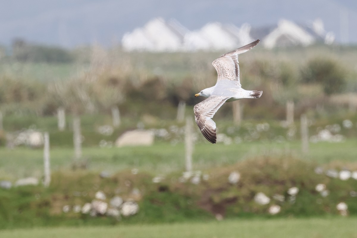 European Herring Gull - ML637757877