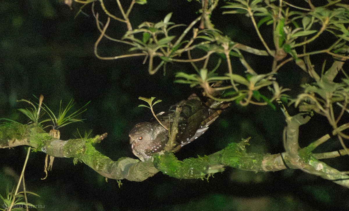 Oilbird - ML637757939