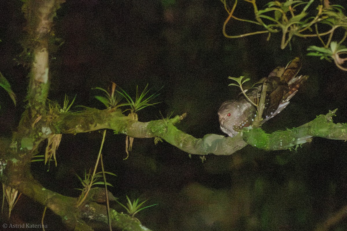 Oilbird - ML637757940