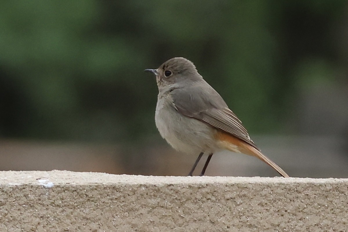 Hodgson's Redstart - ML637757960