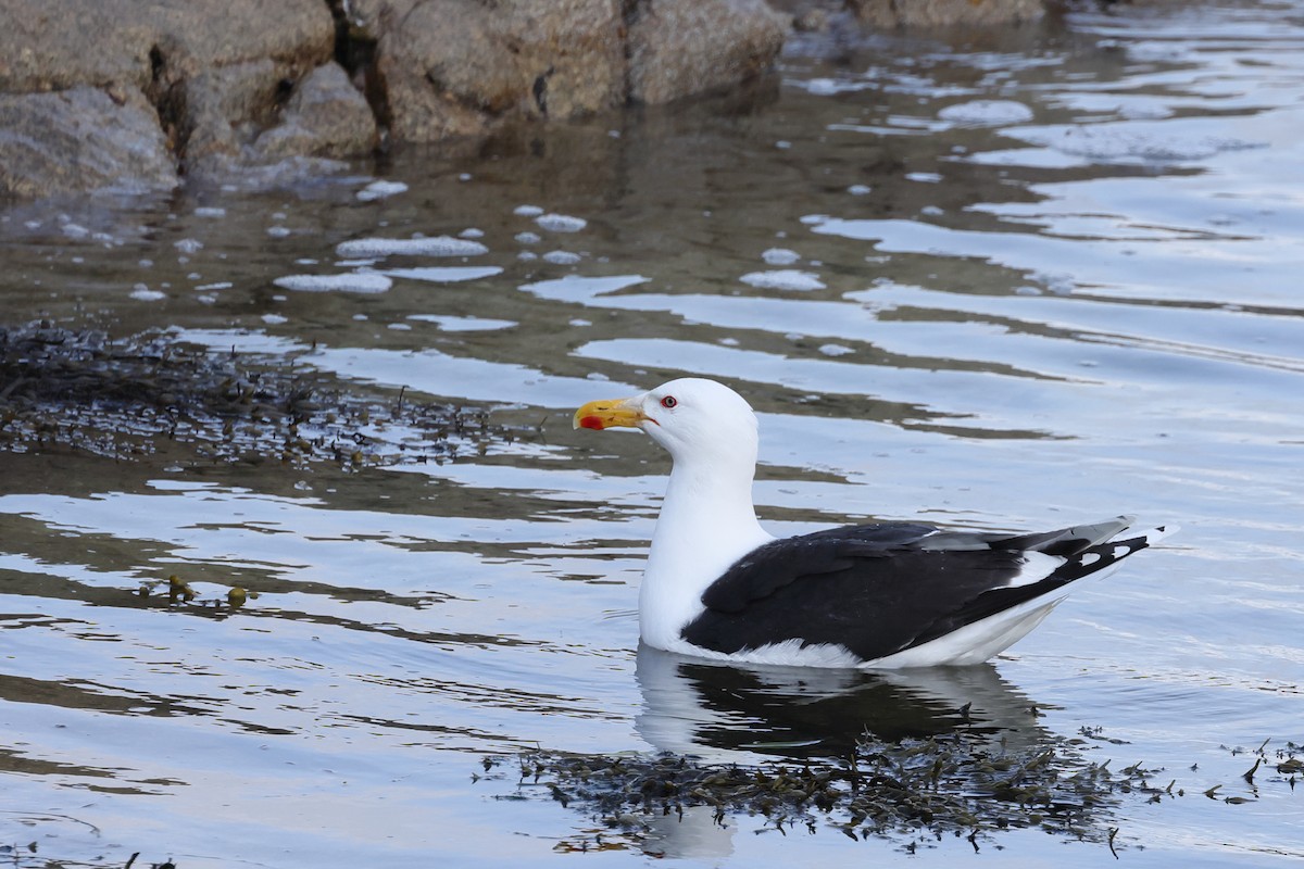 Great Black-backed Gull - ML637758103