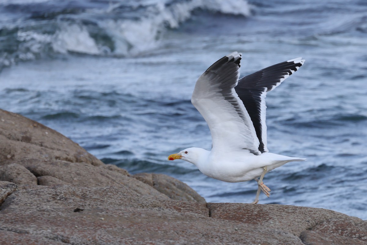 Great Black-backed Gull - ML637758122