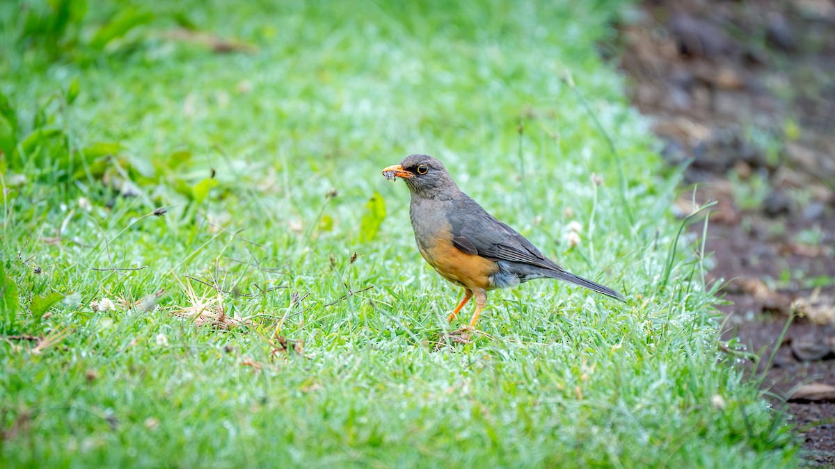 Abyssinian Thrush - ML637758131