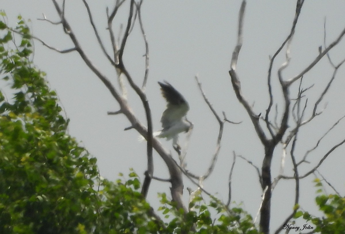 Élanion à queue blanche - ML637758169