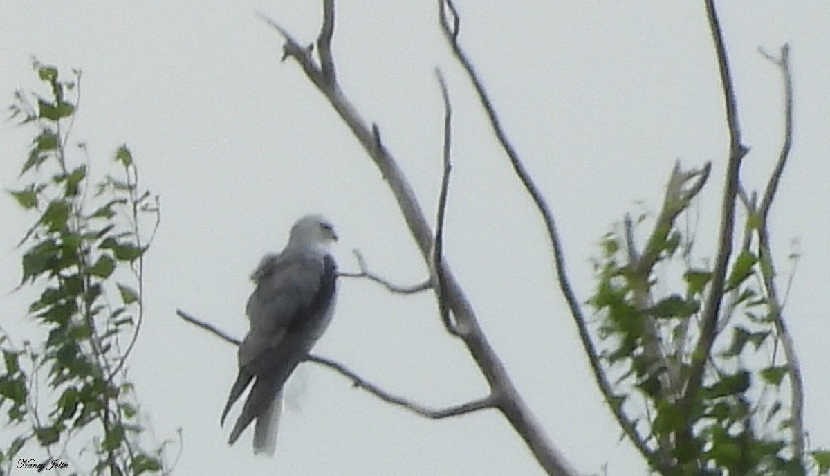 Élanion à queue blanche - ML637758170