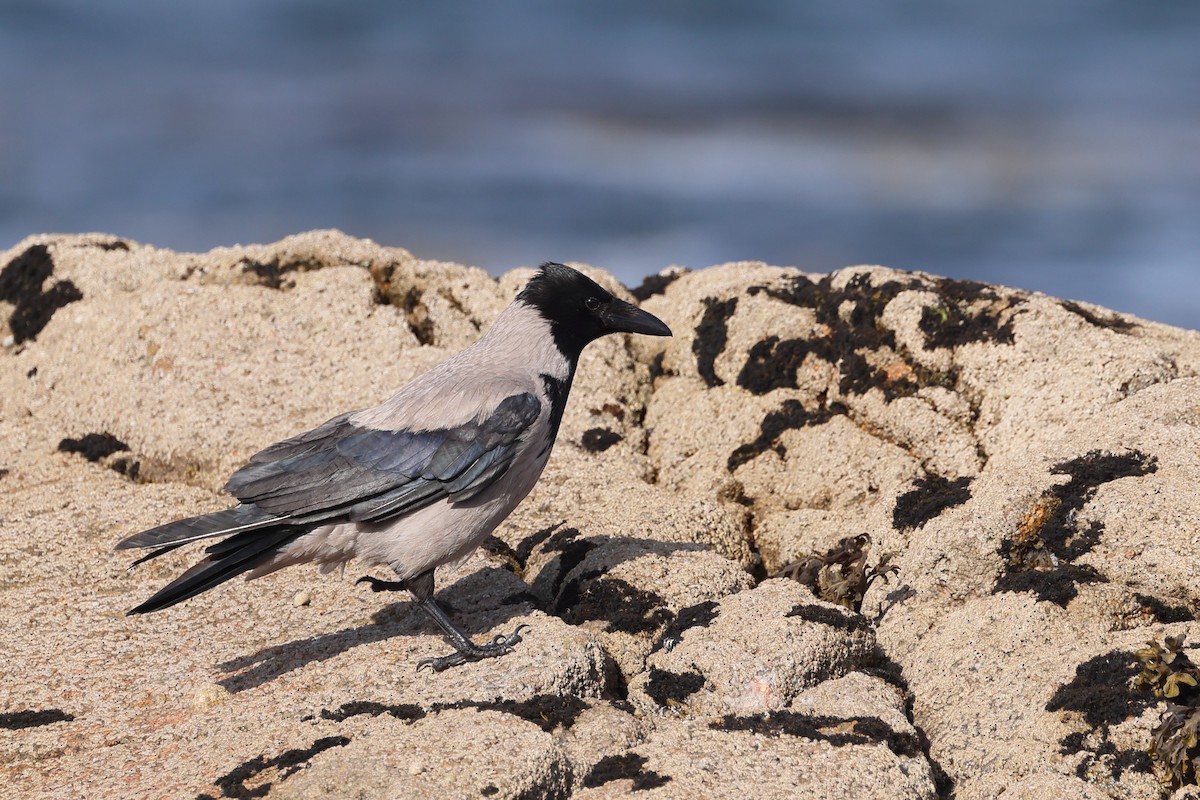 Hooded Crow - ML637758185