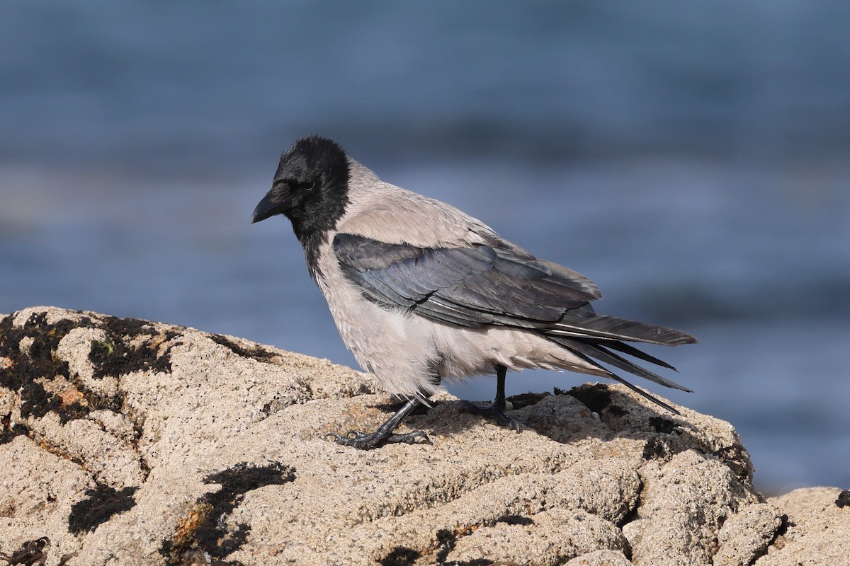 Hooded Crow - ML637758188