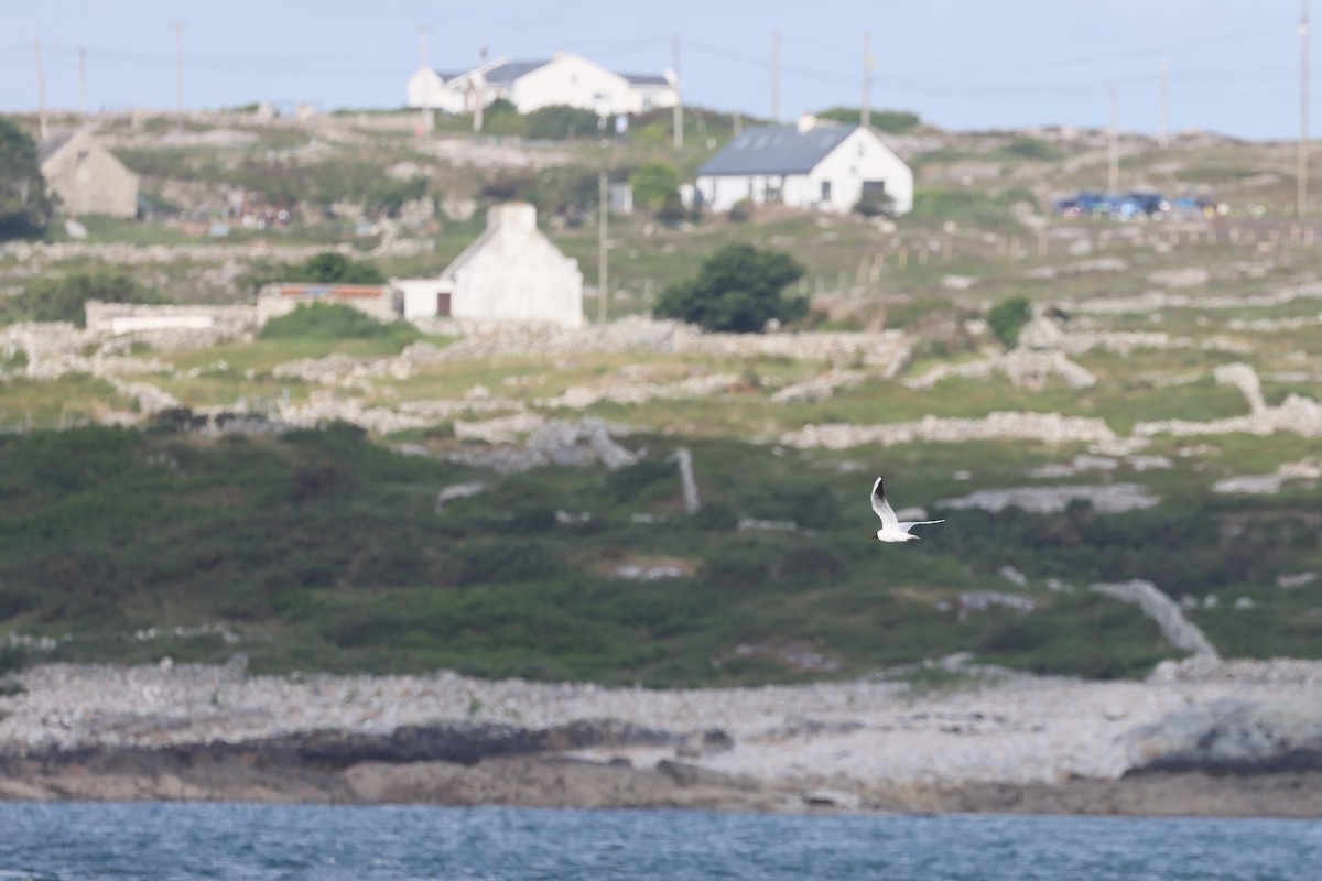 Black-headed Gull - ML637758206