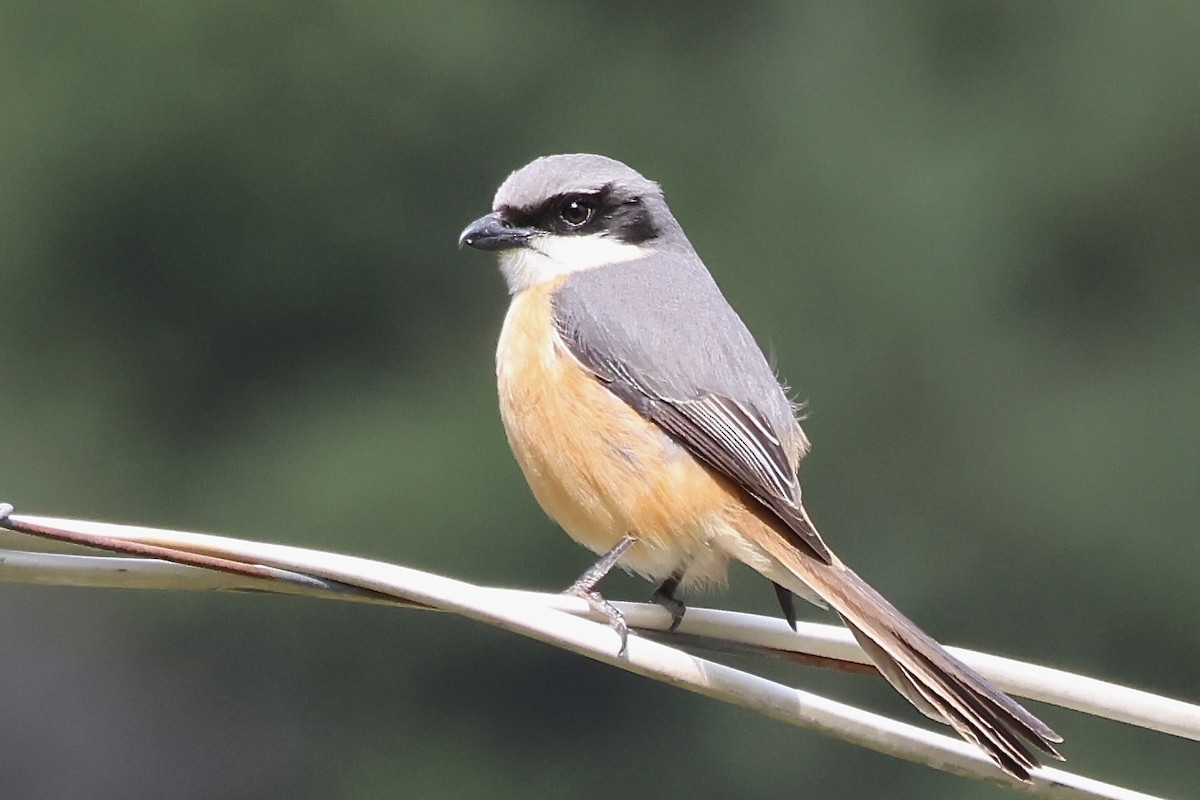 Gray-backed Shrike - ML637758208