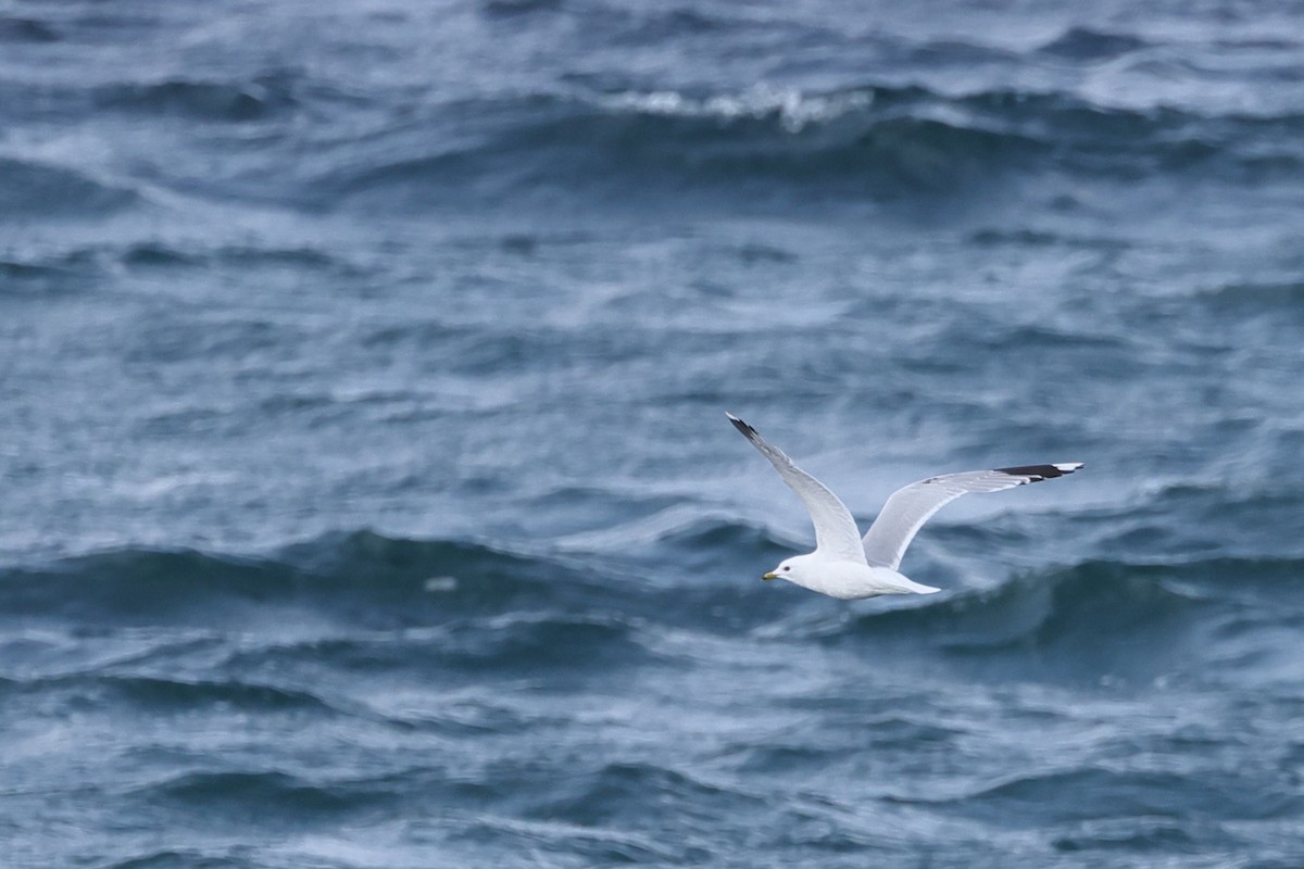 Common Gull - ML637758210