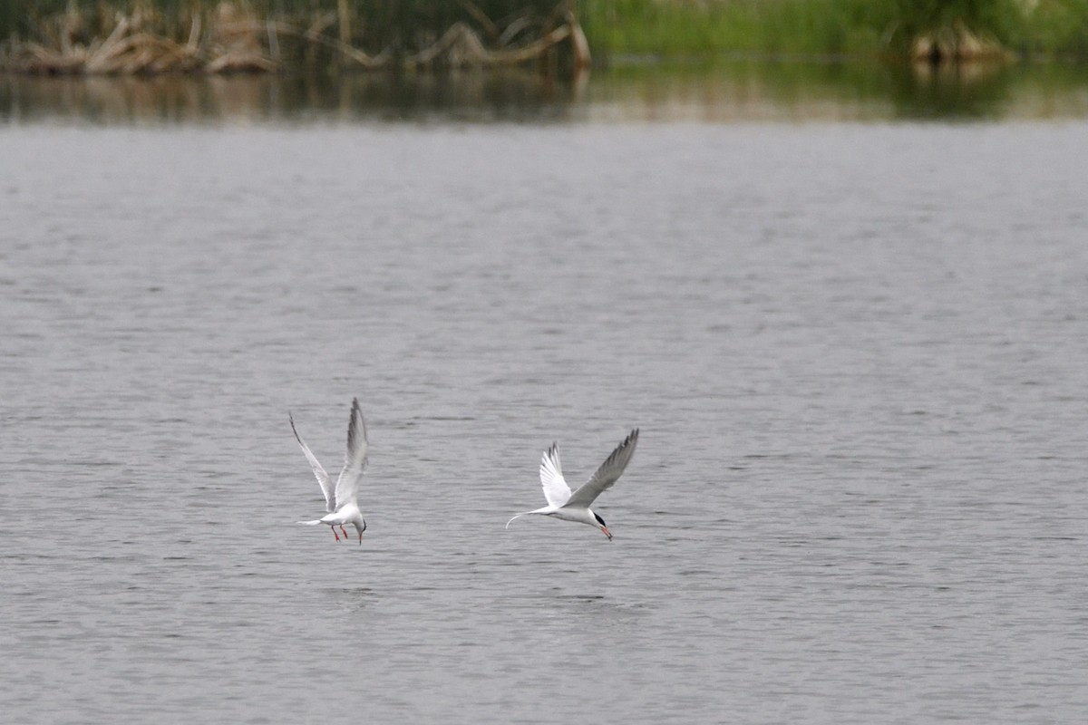 Forster's Tern - ML637758284