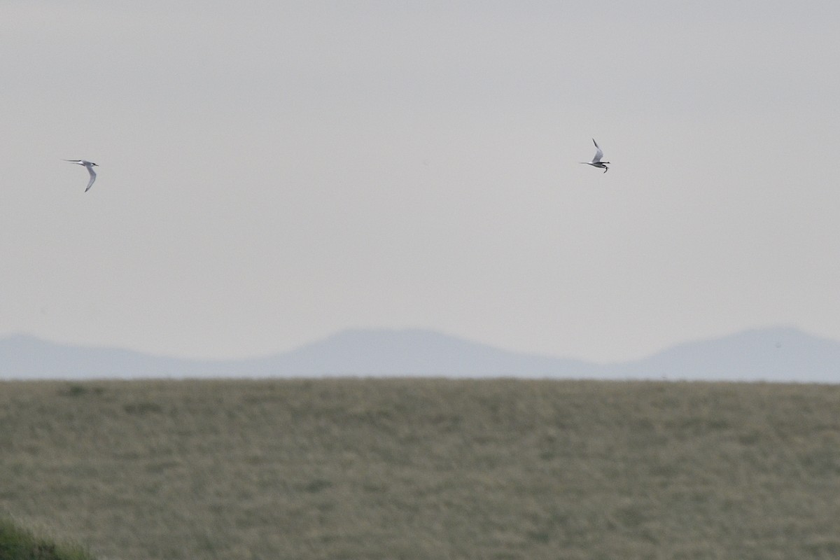 Forster's Tern - ML637758285