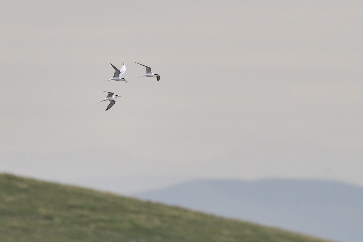 Forster's Tern - ML637758287