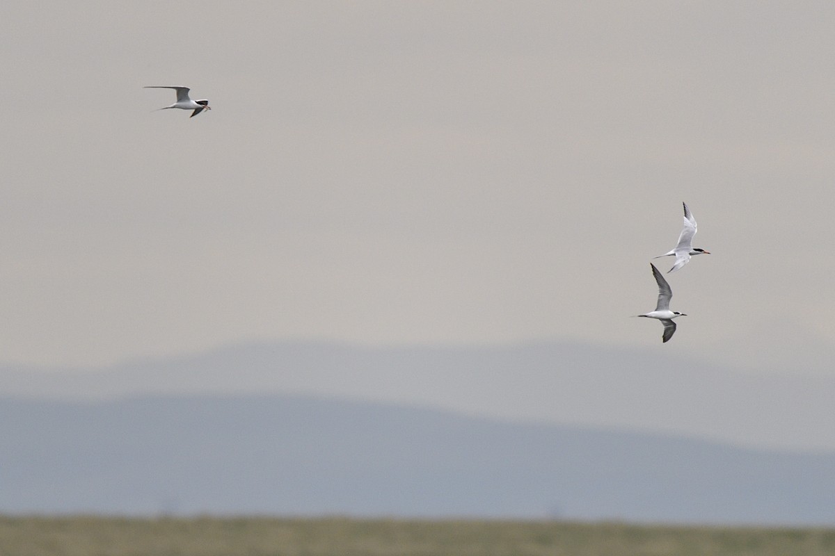 Forster's Tern - ML637758288