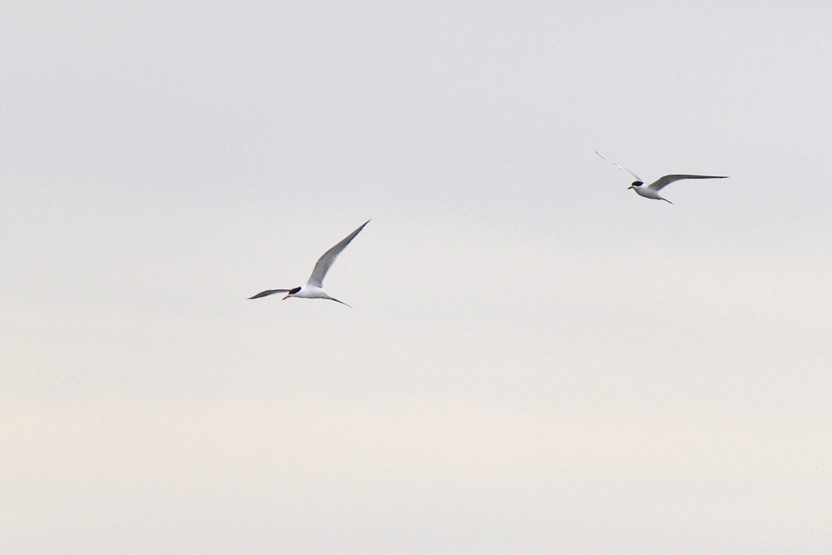 Forster's Tern - ML637758289