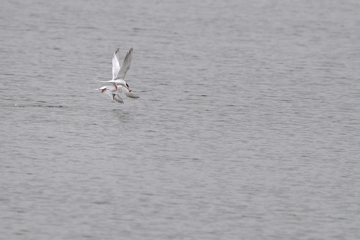 Forster's Tern - ML637758290