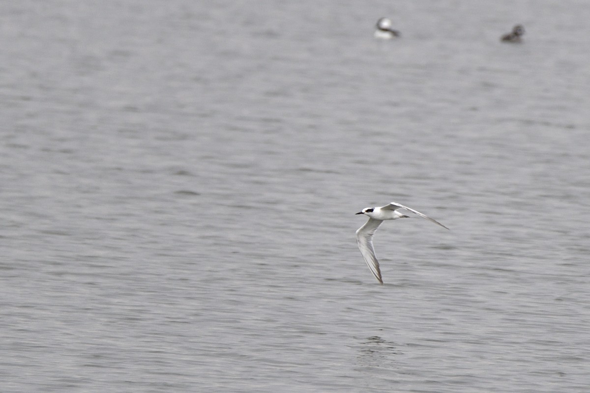 Forster's Tern - ML637758291