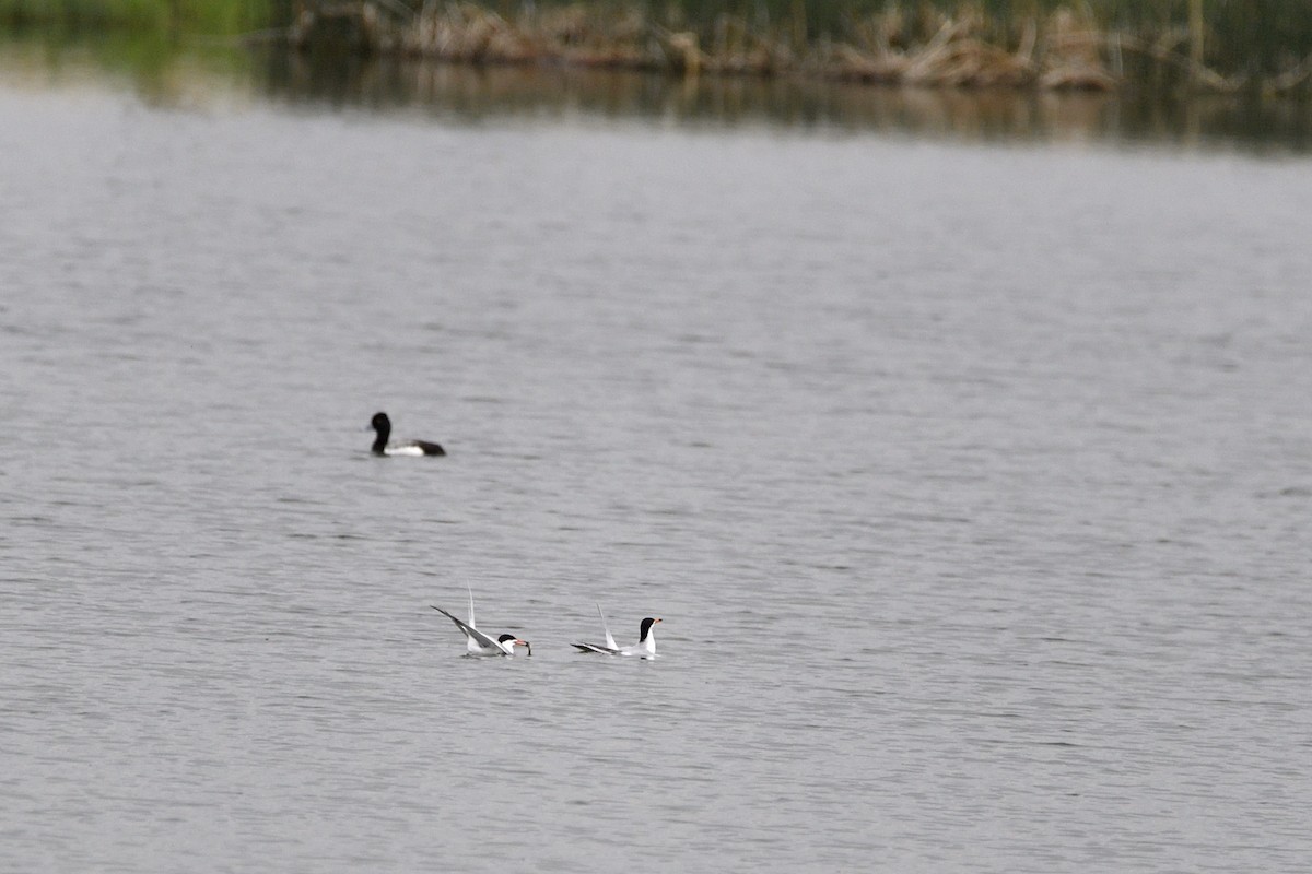 Forster's Tern - ML637758293