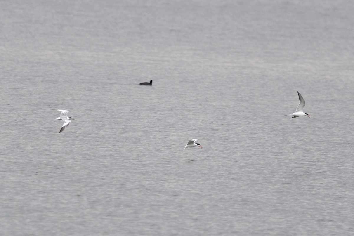 Forster's Tern - ML637758294