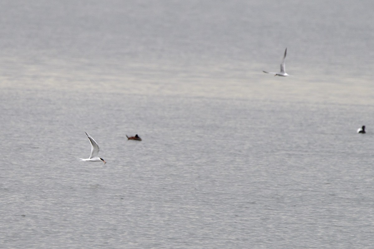 Forster's Tern - ML637758298