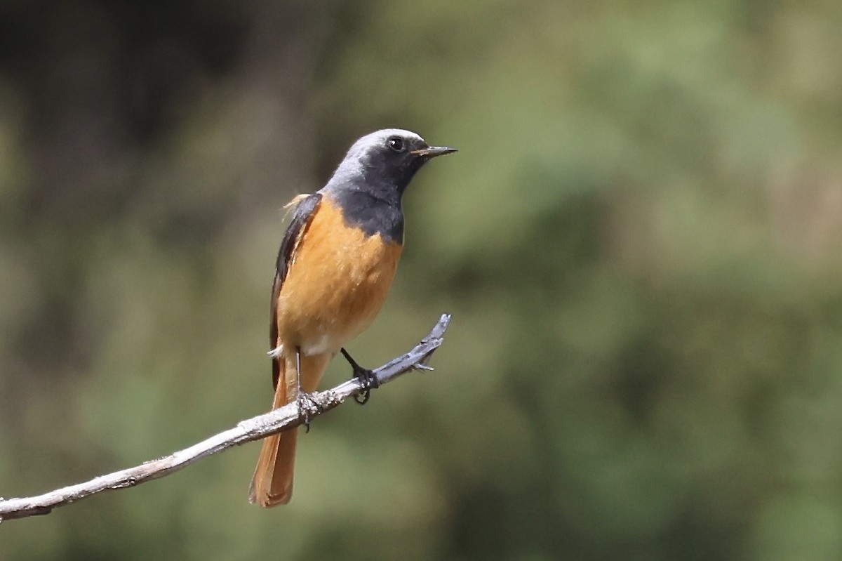 Hodgson's Redstart - ML637758332