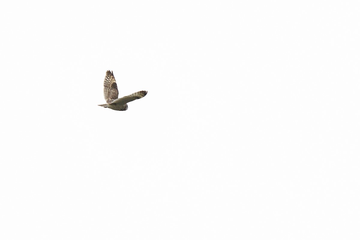 Short-eared Owl (Northern) - ML637758348