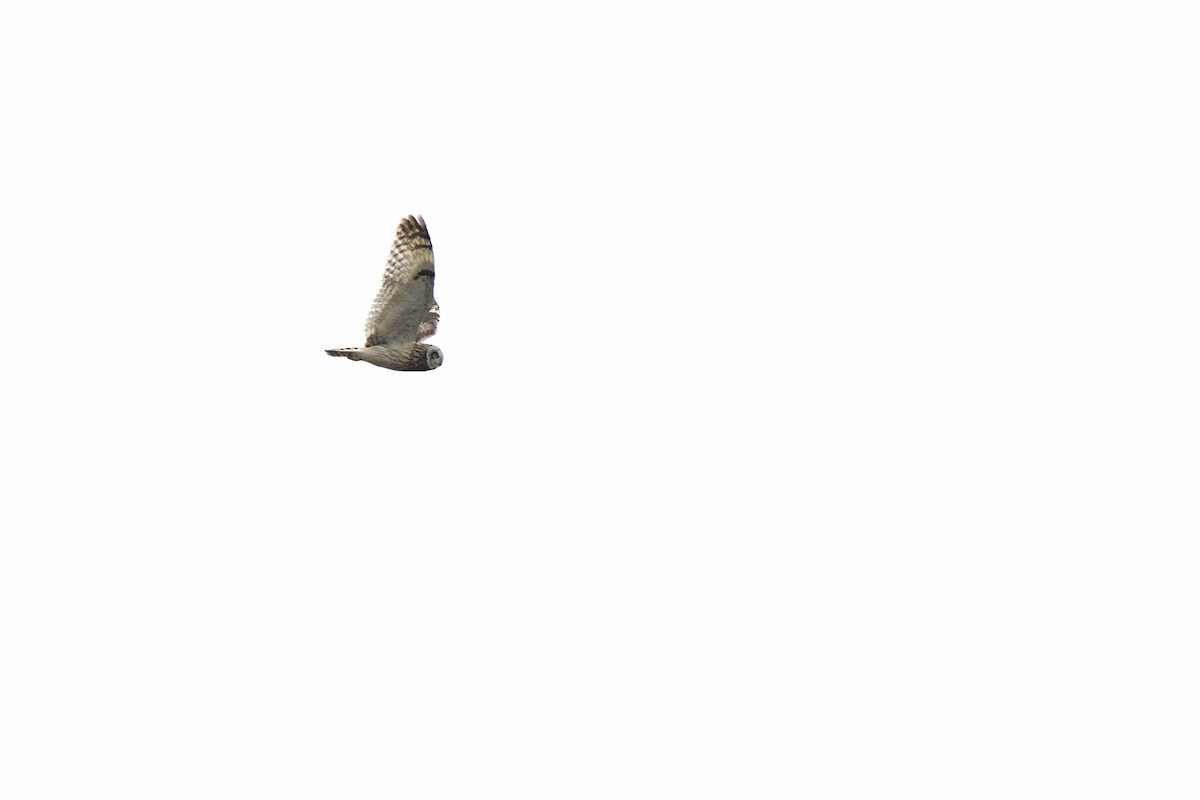 Short-eared Owl (Northern) - ML637758349