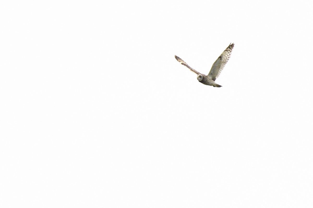Short-eared Owl (Northern) - ML637758350