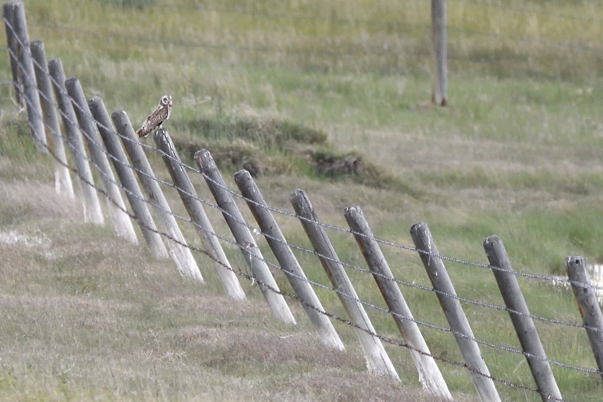 Short-eared Owl (Northern) - ML637758351