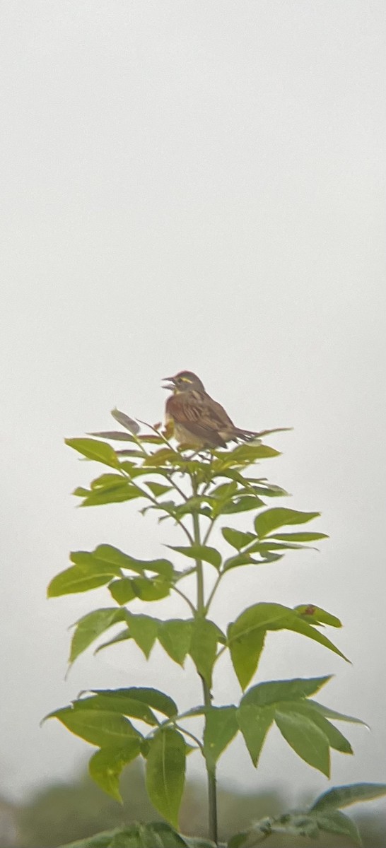 Dickcissel - ML637758429
