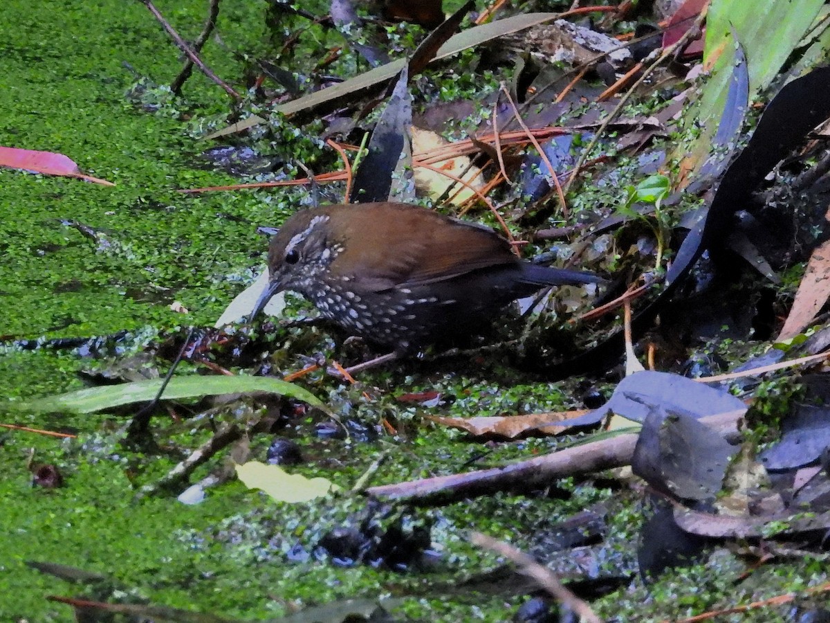 Sharp-tailed Streamcreeper - ML637758450