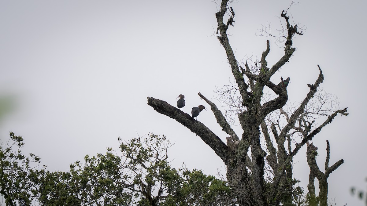 Olive Ibis - ML637758464
