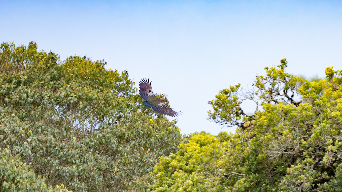 Olive Ibis - ML637758465