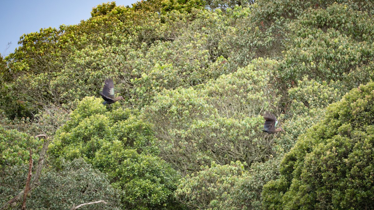 Olive Ibis - ML637758466