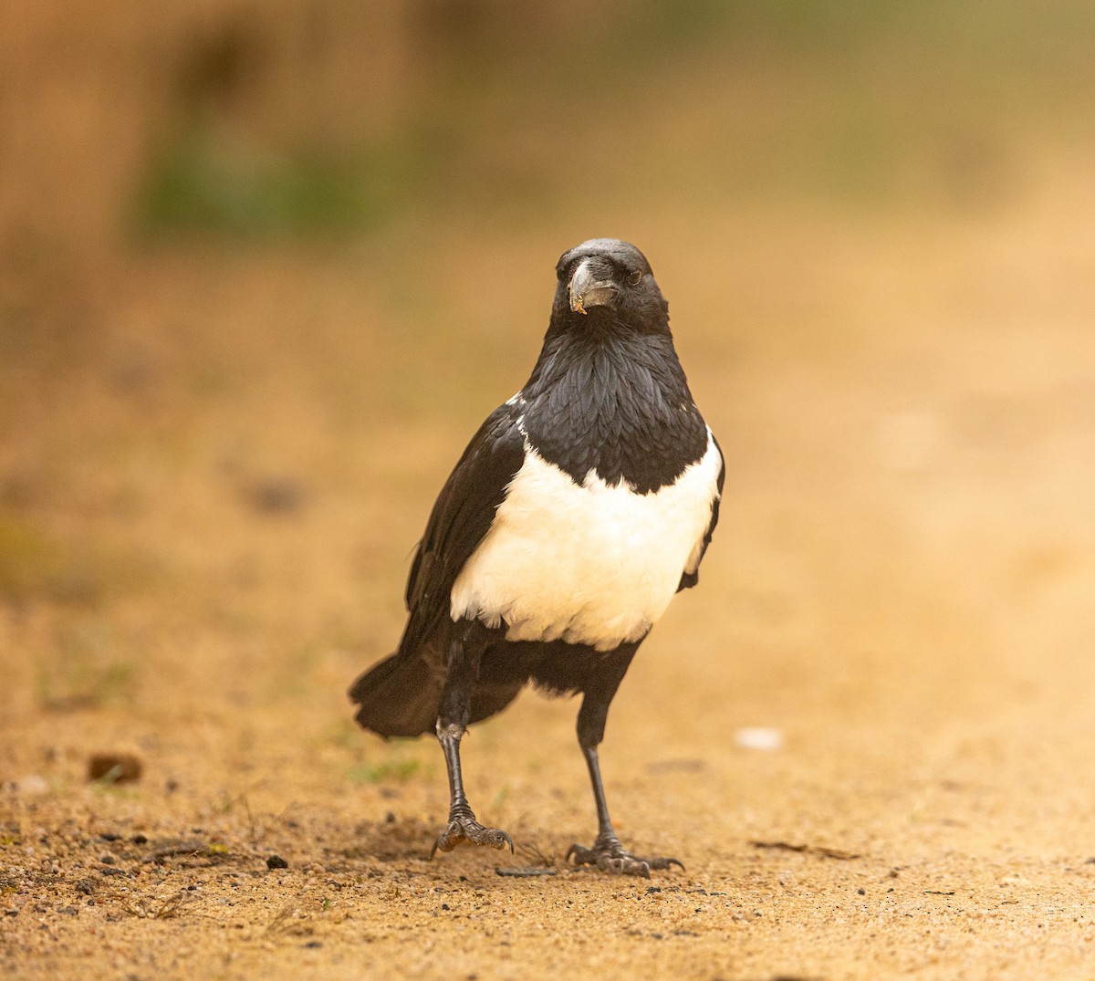 Pied Crow - ML637758470