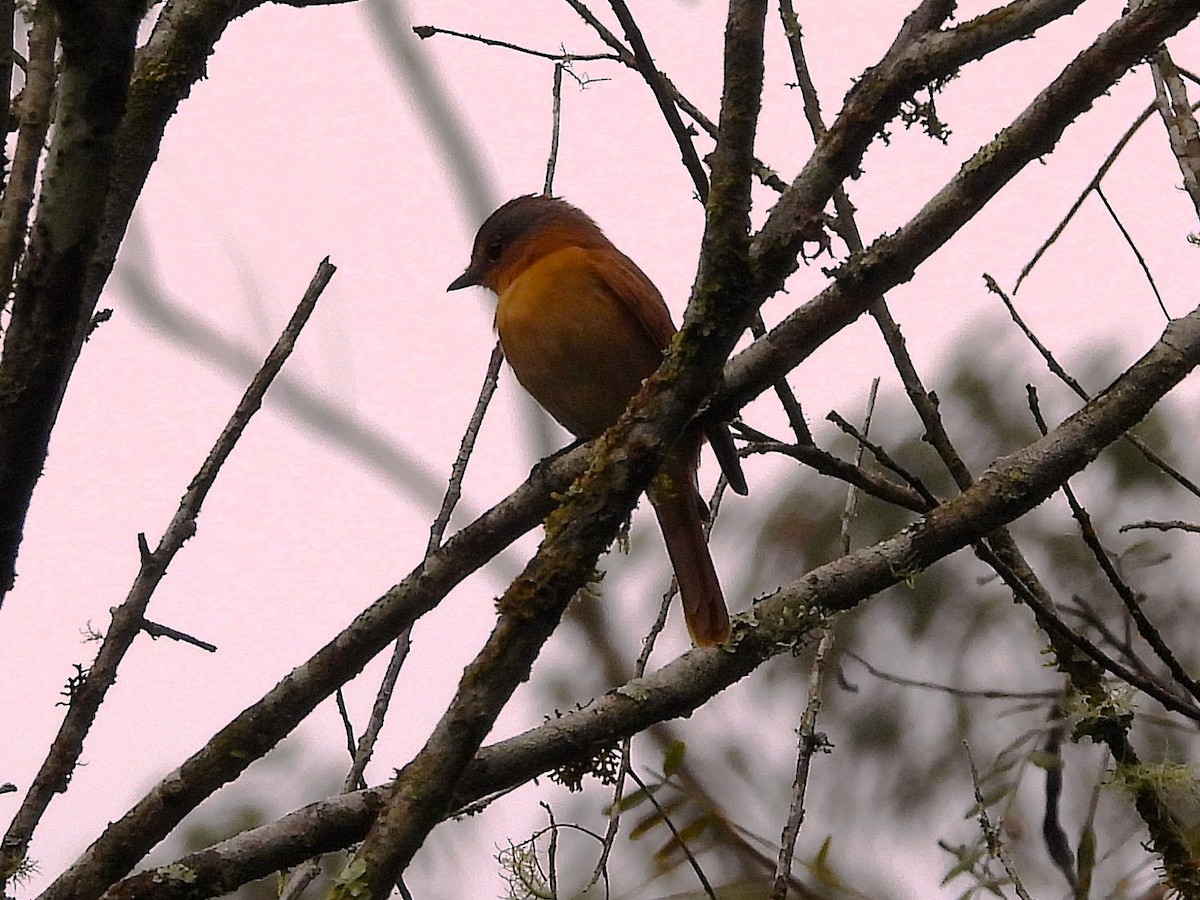 Chestnut-crowned Becard - ML637758482