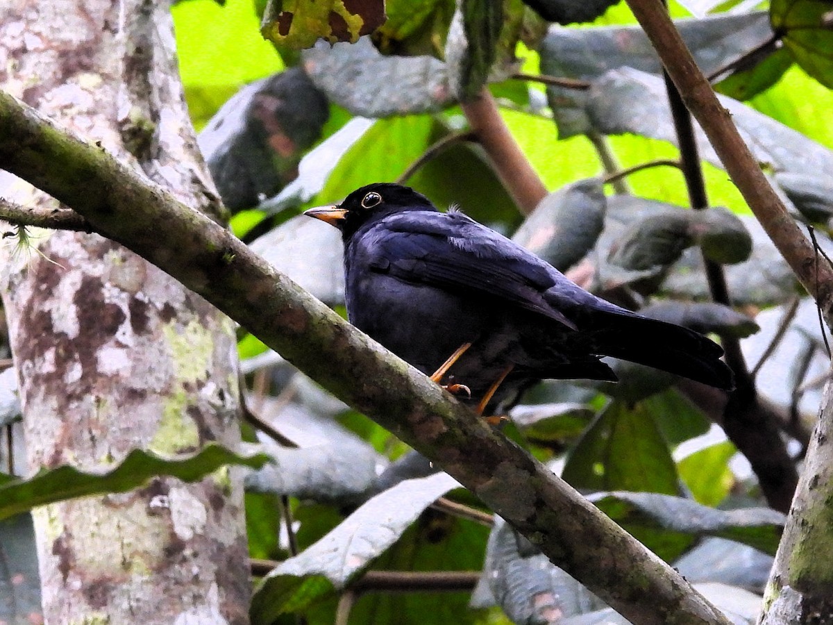 Yellow-legged Thrush - ML637758562