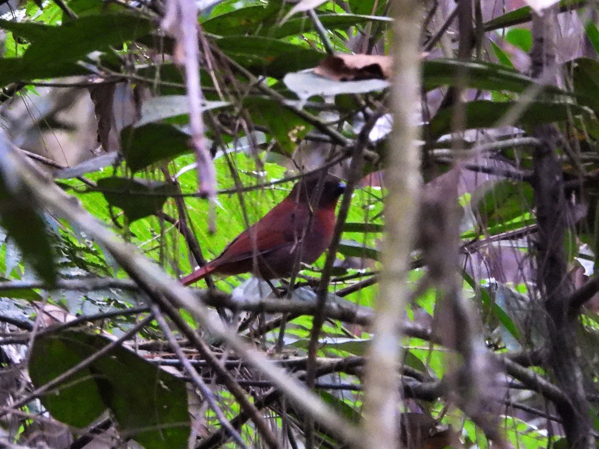 Red-crowned Ant-Tanager - ML637758585