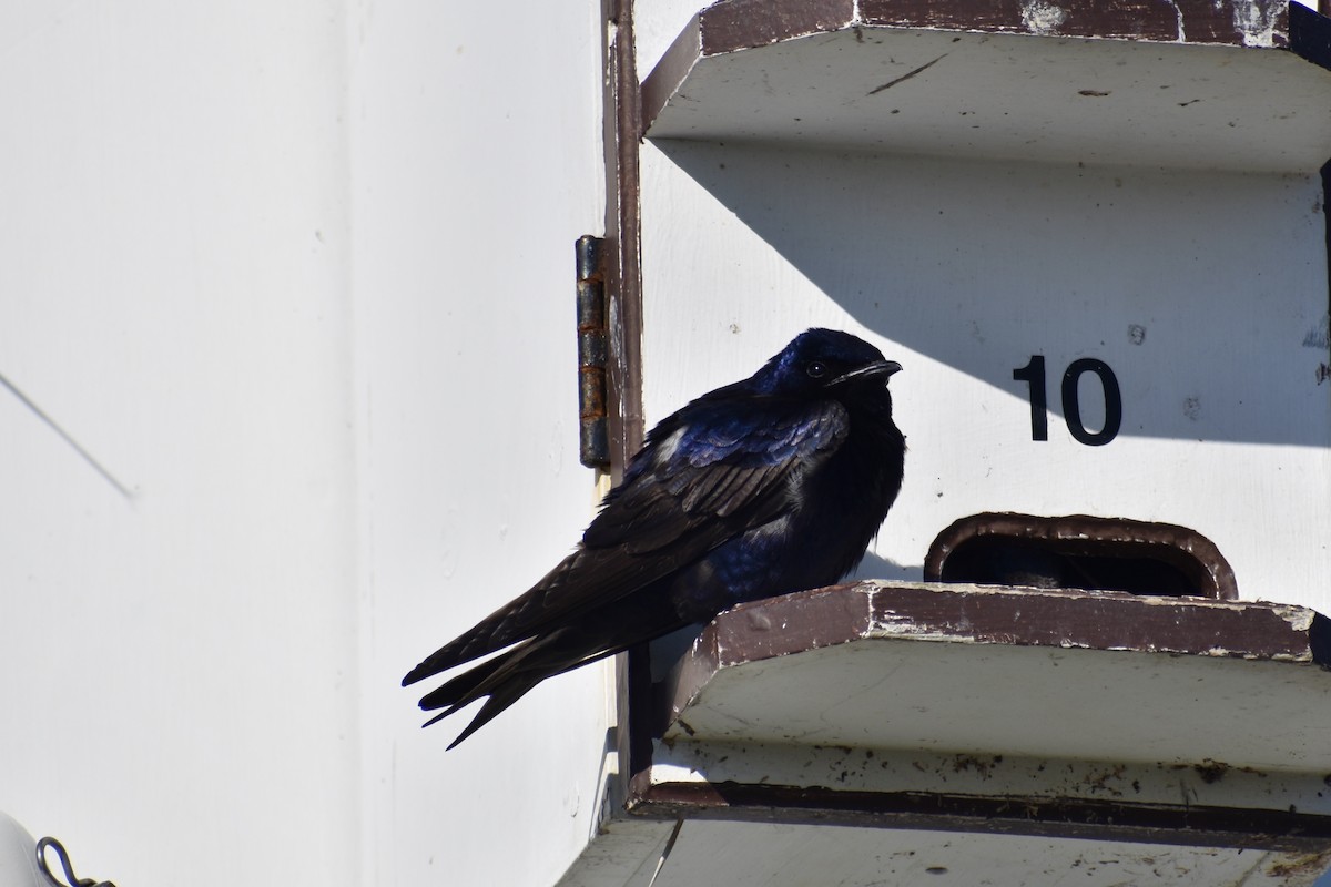 Purple Martin - ML637758590