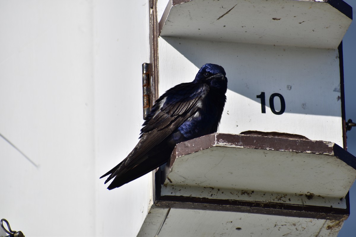 Purple Martin - ML637758591