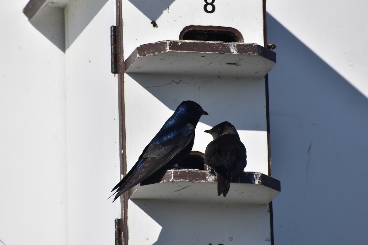 Purple Martin - ML637758603