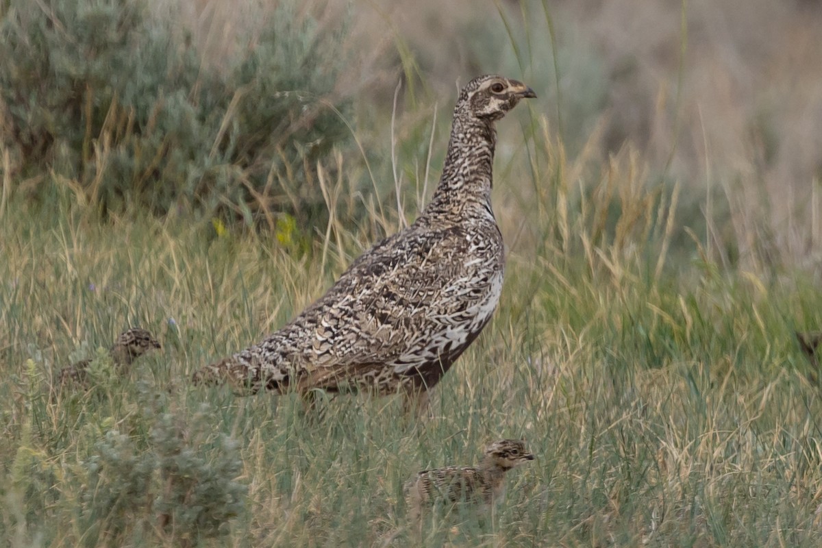 Greater Sage-Grouse - ML637758608