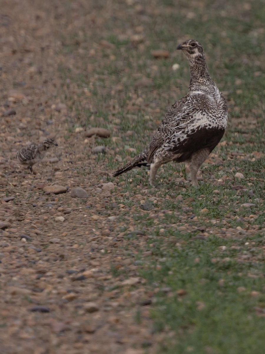 Greater Sage-Grouse - ML637758609