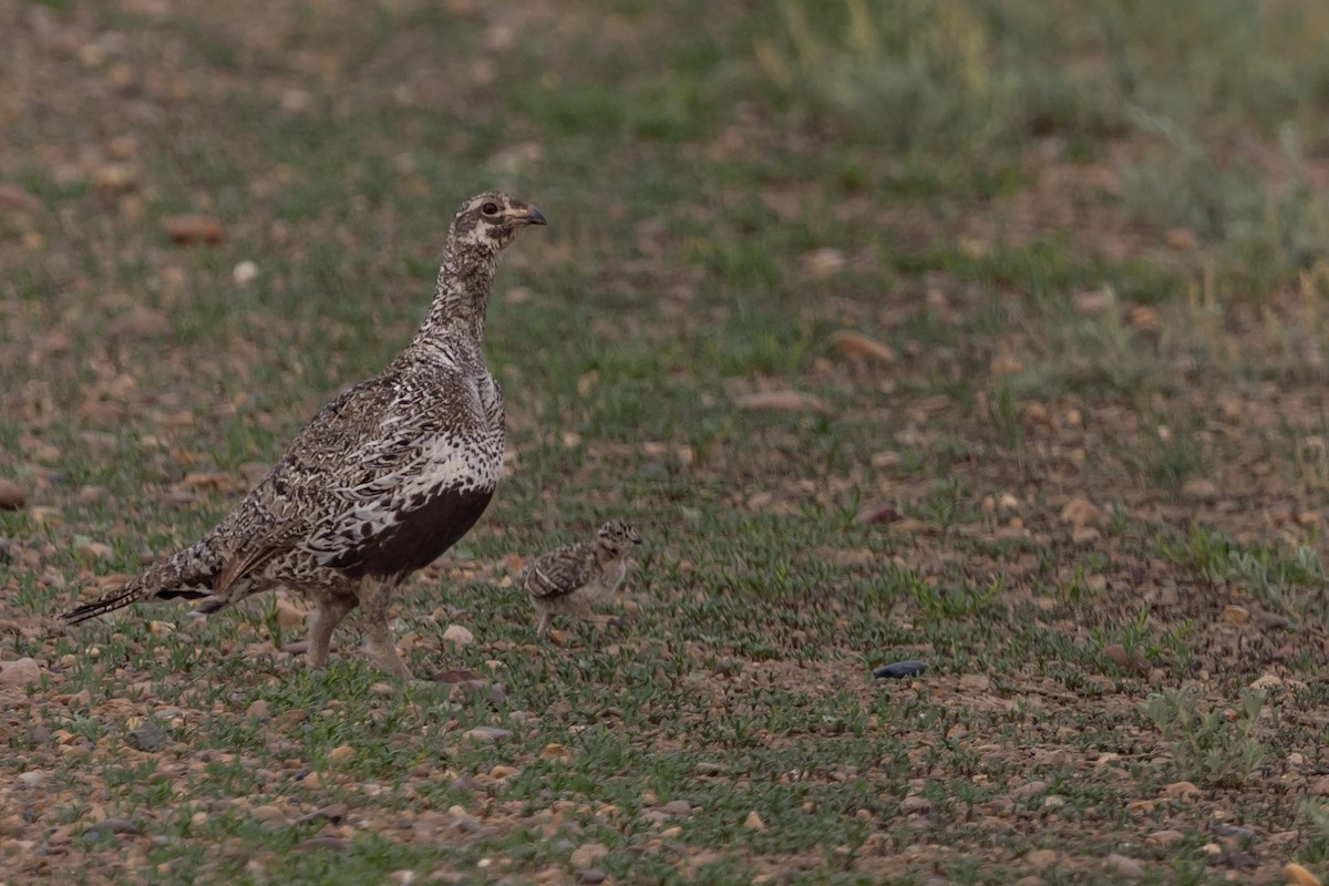 Greater Sage-Grouse - ML637758610