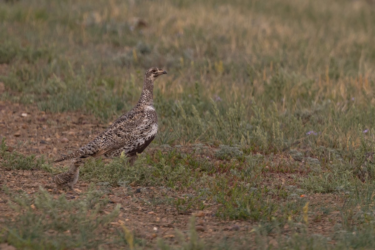 Greater Sage-Grouse - ML637758611