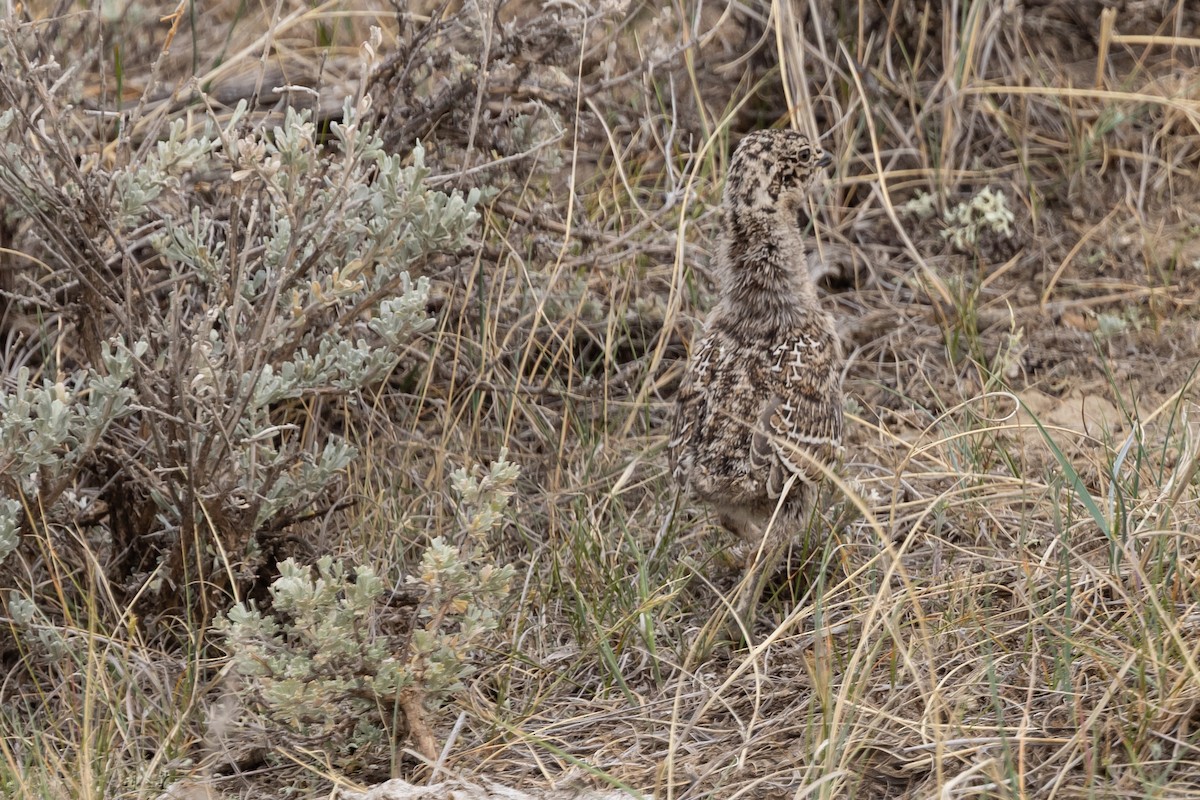 Greater Sage-Grouse - ML637758612