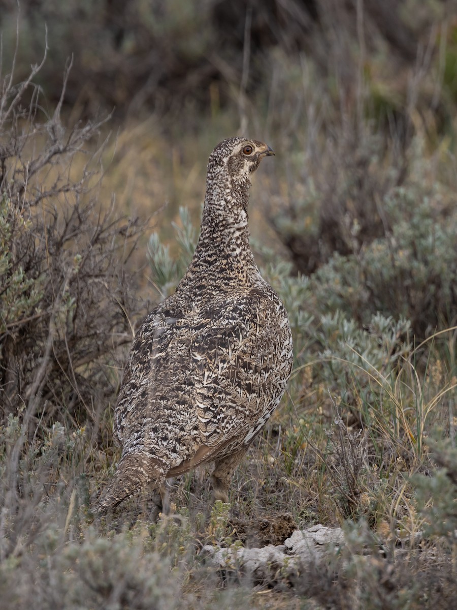 Greater Sage-Grouse - ML637758613
