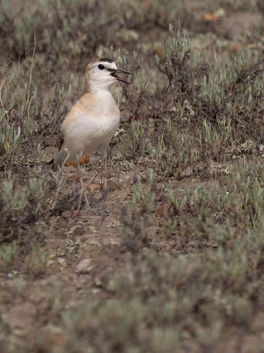 Mountain Plover - ML637758629